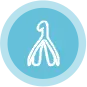 clitoral-hood-icon